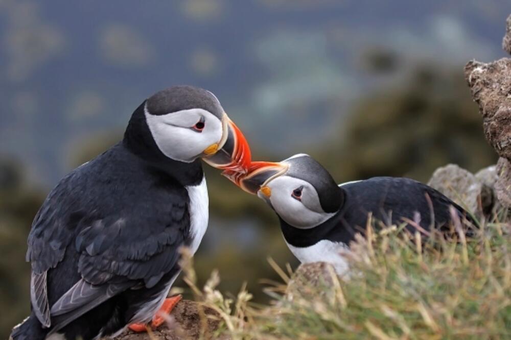 pafin, Foto: Solent News / Splash News
