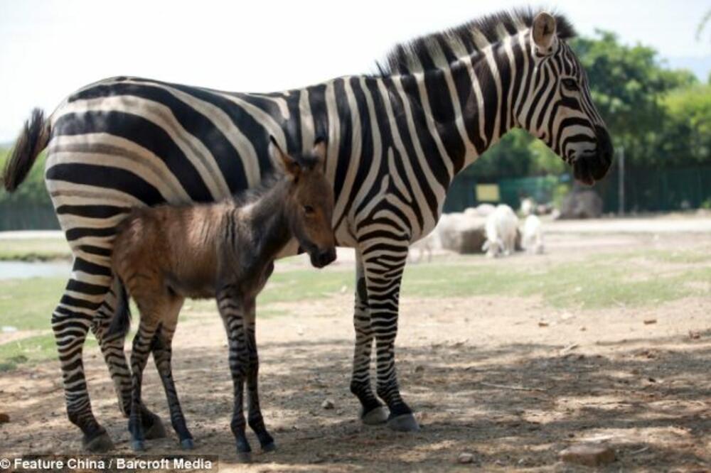 zebra, Foto: Dailymail.co.uk