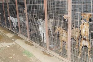 Podgorica: U Skloništu za napuštene životinje uspavano više od...