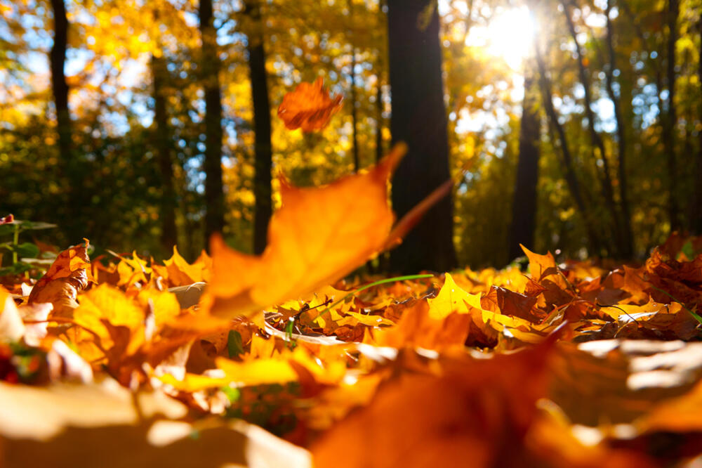 jesen, Foto: Shutterstock