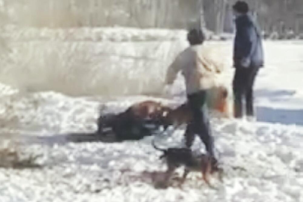 ubijanje pasa, Andrijevica, Foto: Screenshot (YouTube)
