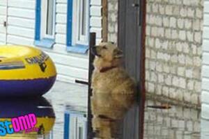 Upoznajte psa koji čuva kuću čak i kada su poplave u gradu