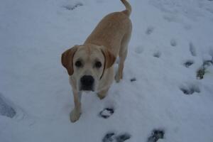 Pas spasao starca Predraga sigurne smrti