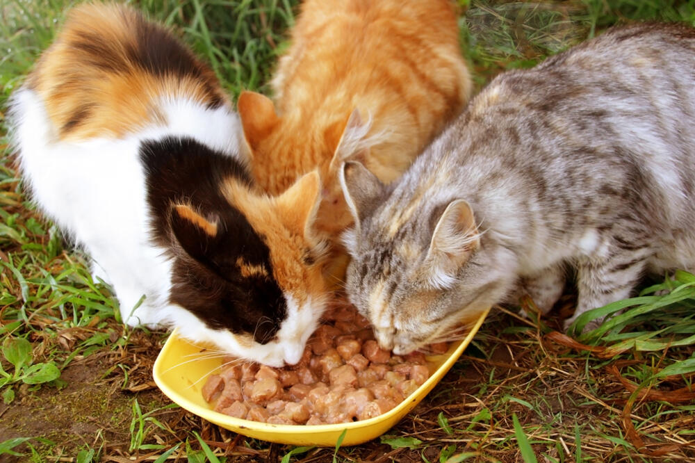 Mačke, Foto: Shutterstock