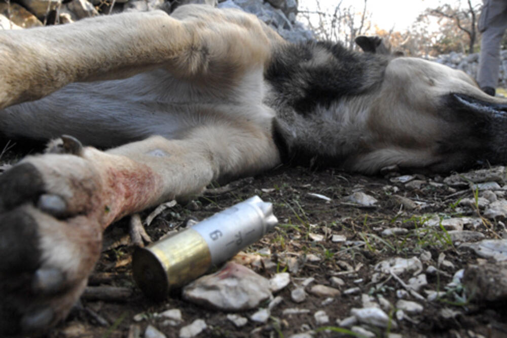 Ubijen pas, Foto: Jutarnji list