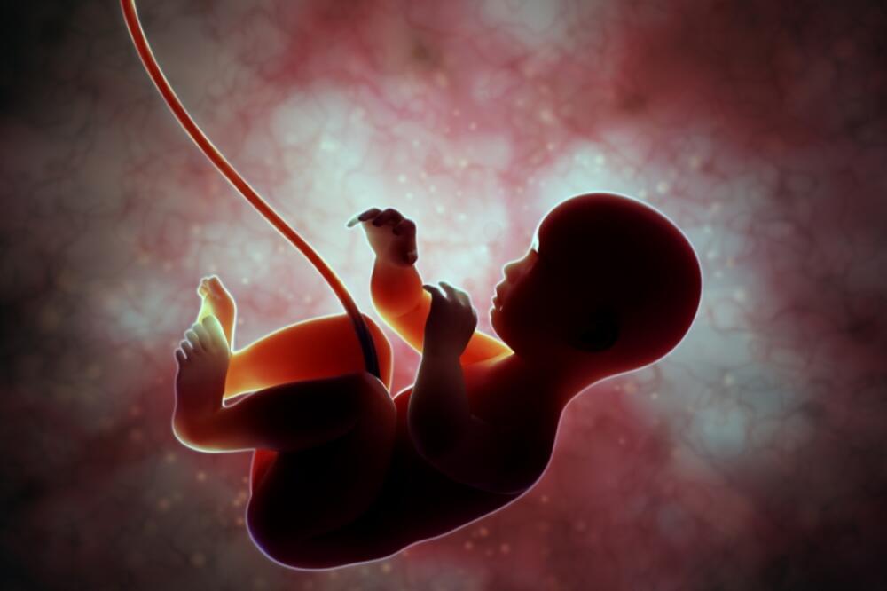 Fetus, Foto: Shutterstock