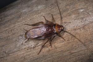 Njujork: Nova vrsta bubašvabe koja je otporna na zimu