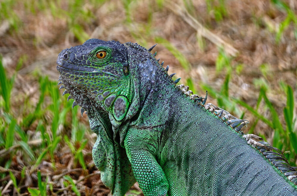 iguana