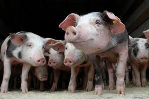 Britanija izvozi svinjsku spermu, posao vrijedan 45 miliona funti