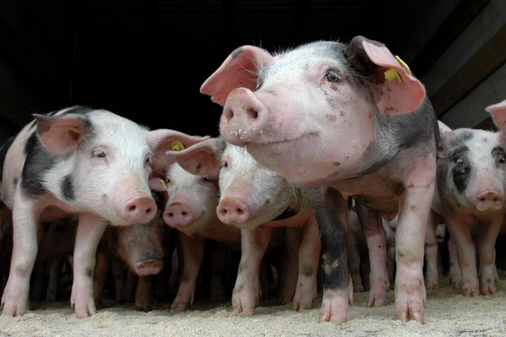 svinje, Foto: Luka Zeković