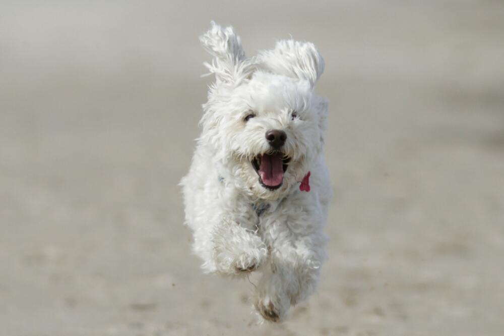 pas, Foto: Shutterstock