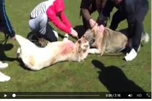 Nikšićanin objavio na Facebooku snimak brutalne borbe pasa