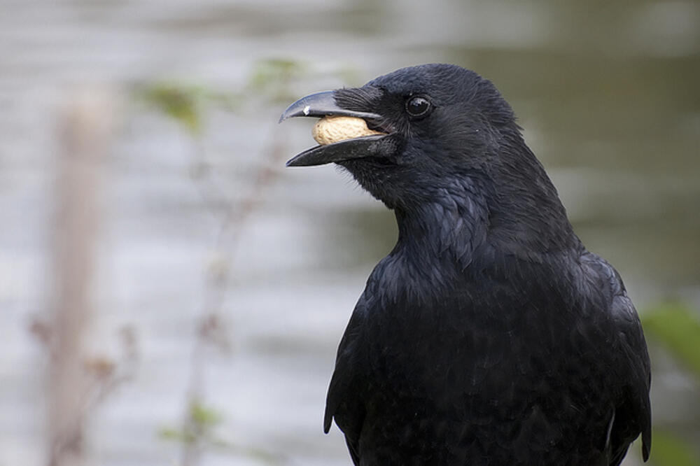 vrana, Foto: Flickr.com/nmc1007