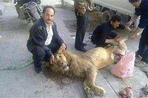 Sirijci zbog gladi zaklali lava iz zoološkog vrta