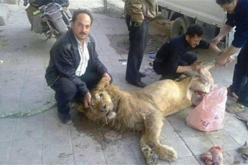 Sirija lav, Foto: Telegraph.co.uk