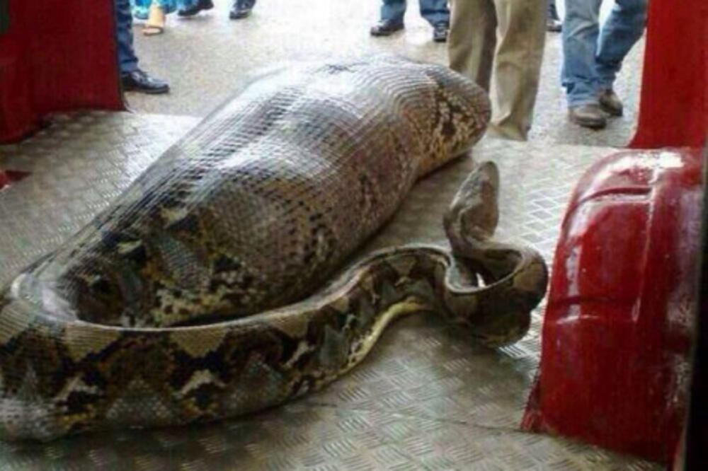 Piton, Foto: Lordsofthedrinks.wordpress.com