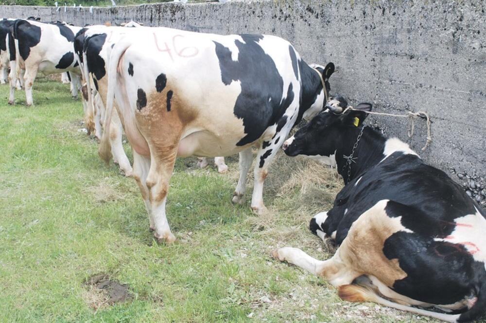 Krave, Foto: Ivan Petrušić