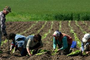 CBCG: Država da razmisli o poreskim olakšicama za poljoprivrednike