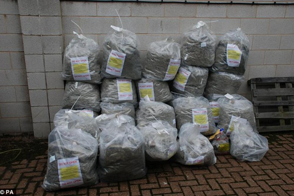 kanabis, Foto: Daily Mail