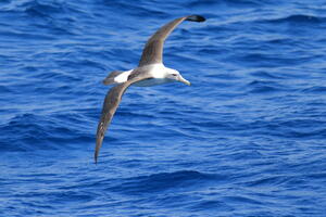 Kako albatros leti toliko dugo?