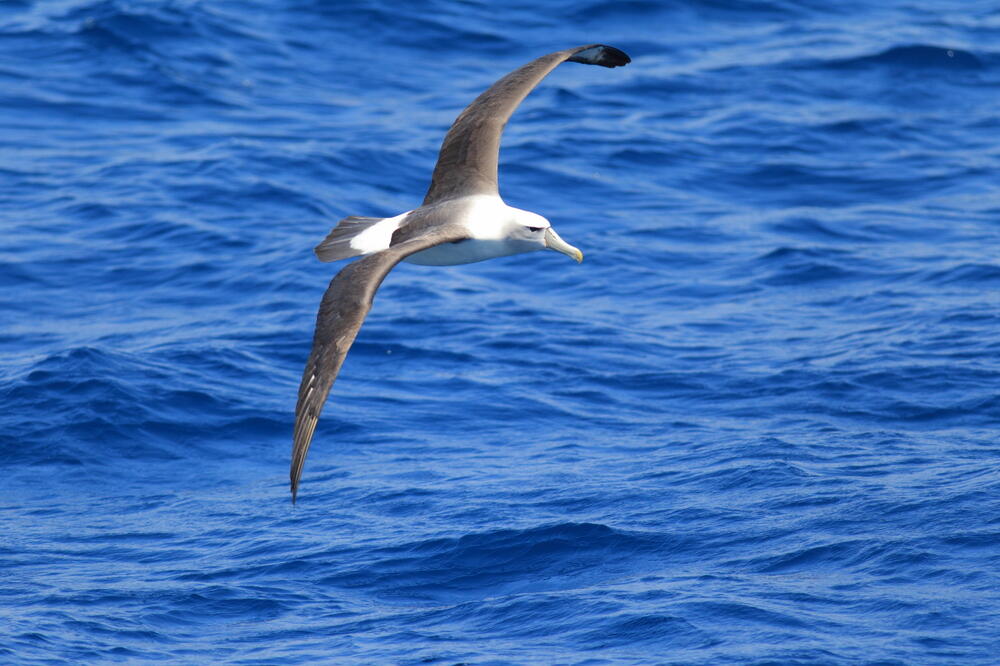 albatros, Foto: Shutterstock