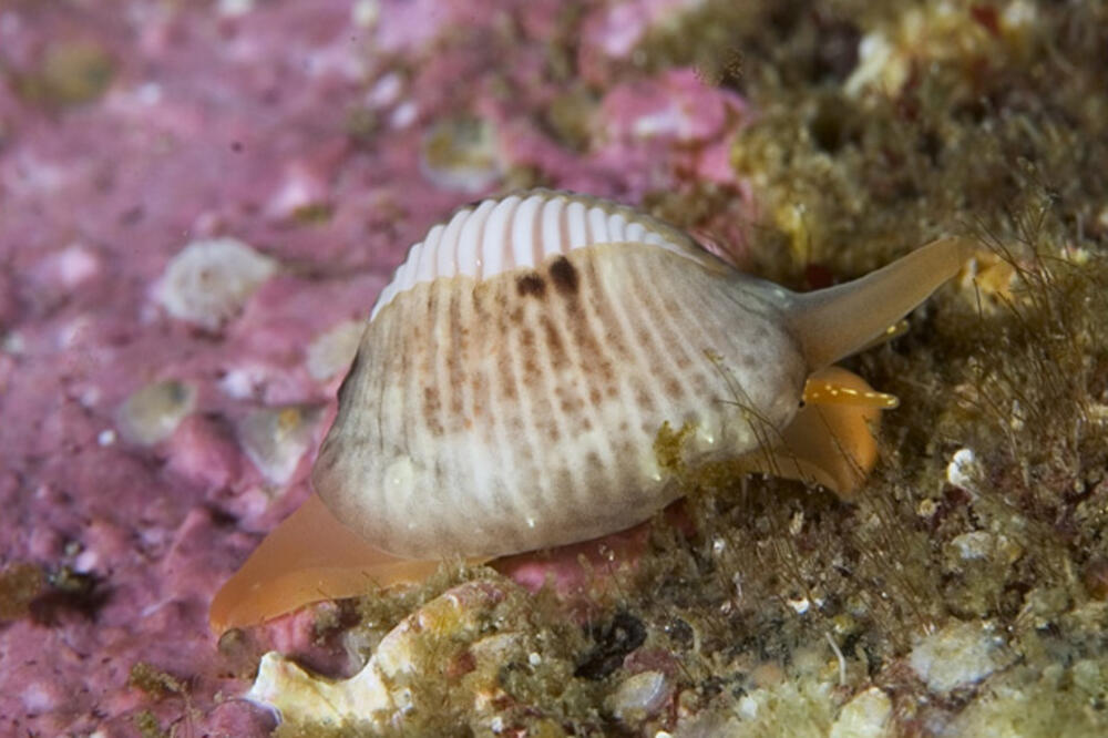 morski puževi, Foto: Seawater.no