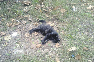 Mrtve mačke plutale morem, u naselju Maini pas ubijen iz pištolja