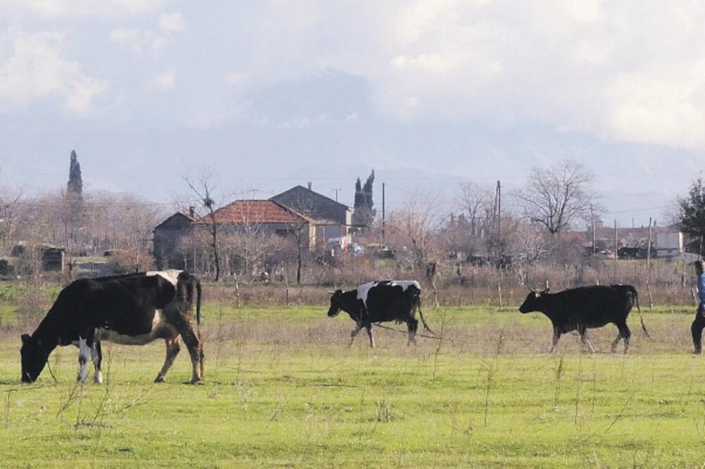 farmeri, livade, Foto: Boris Pejović