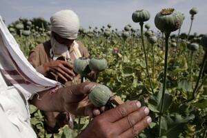 Kabul: Proizvodnja opijuma rekordna