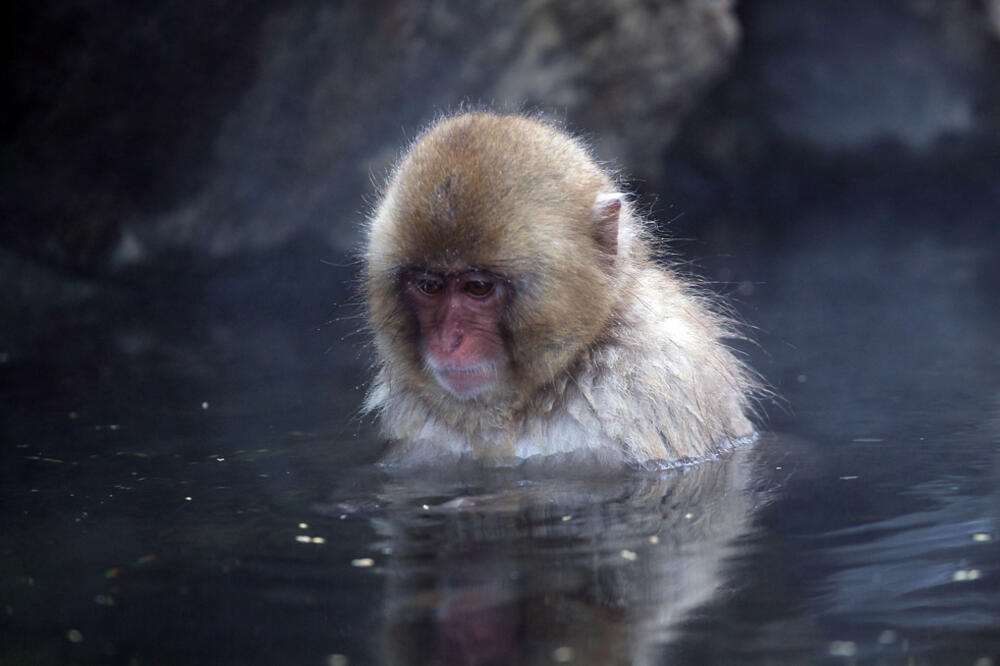 makaki majmun, Foto: Blogs.sacbee.com