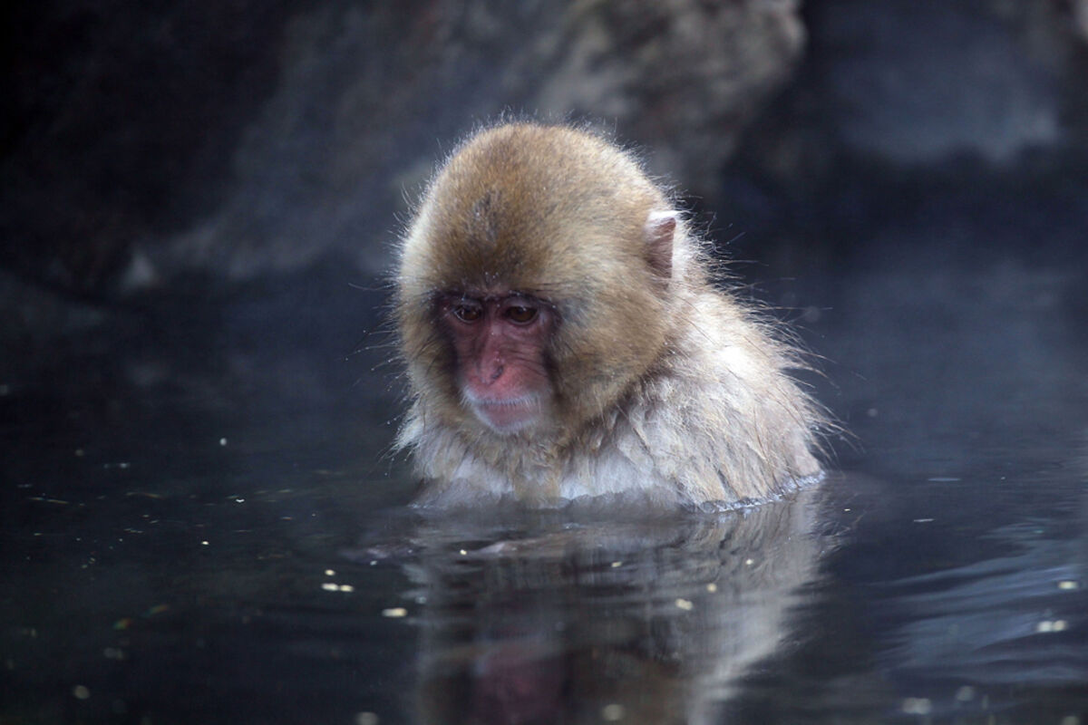 Обезьяна купается в теплой воде. Японские макаки в горячих источниках. Японские обезьяны. Обезьяны в термальных источниках. Водяная обезьяна.