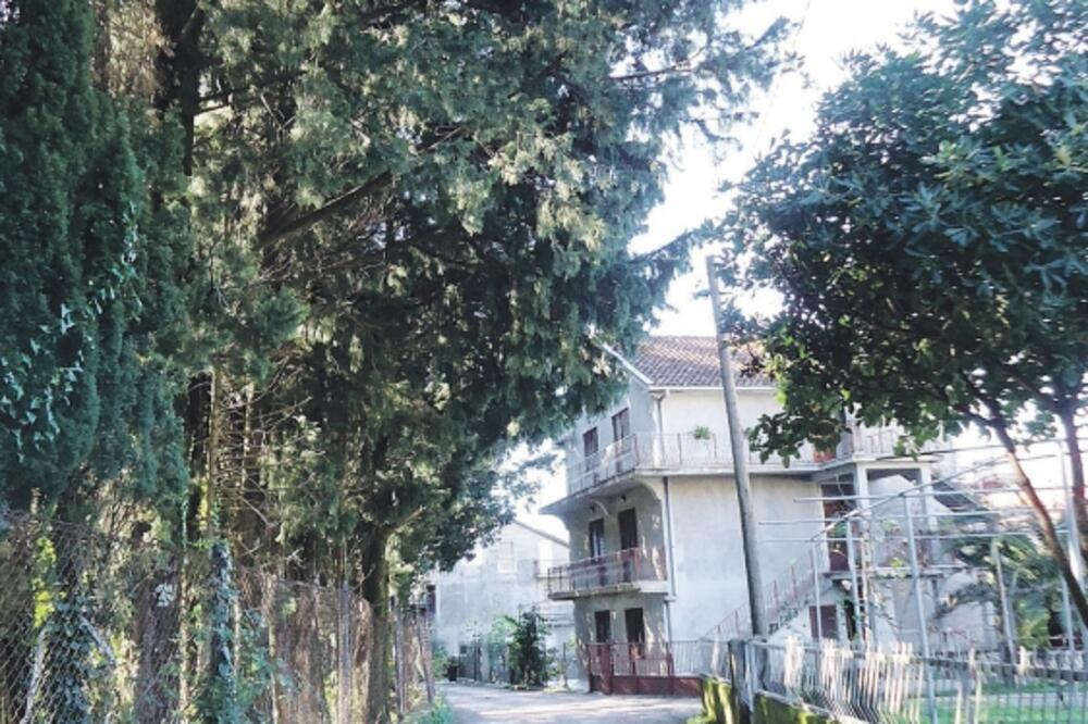 čempresi u Donjoj Lastvi, Foto: Siniša Luković