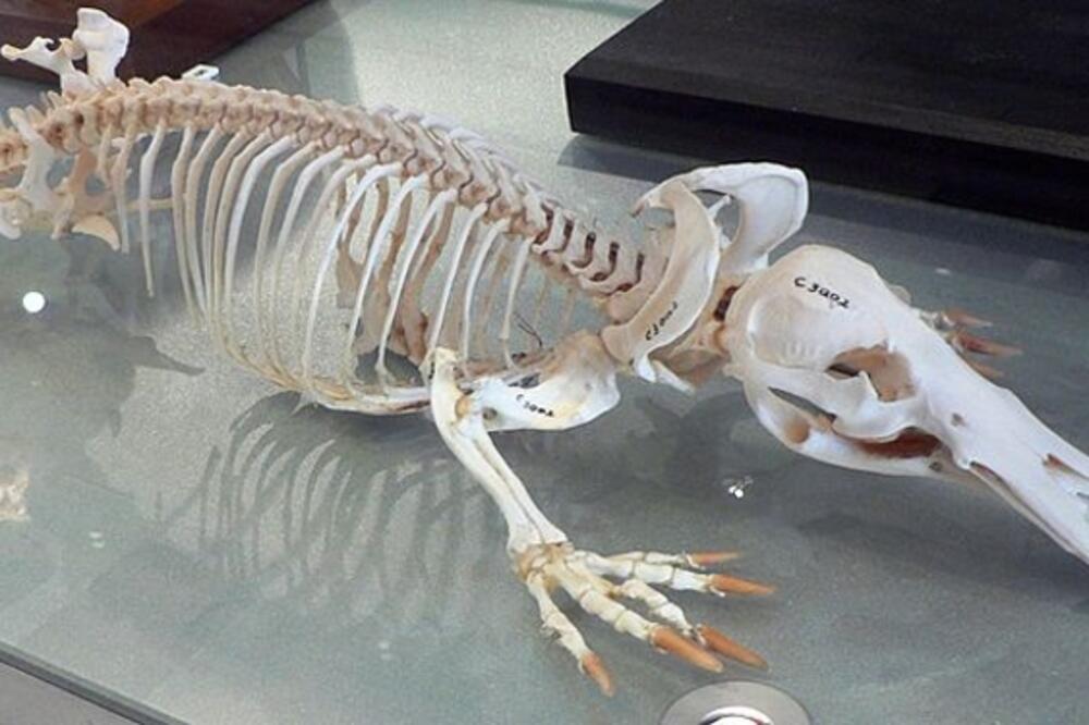 platypus, Foto: Peter Halasz/Wikipedia