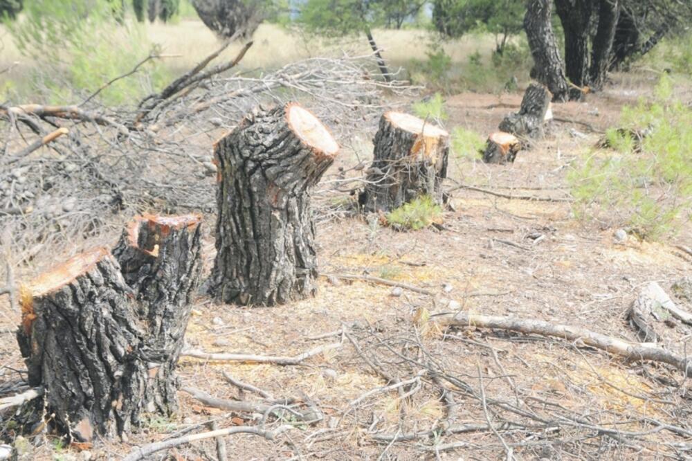 Tološka šuma, Foto: Boris Pejović