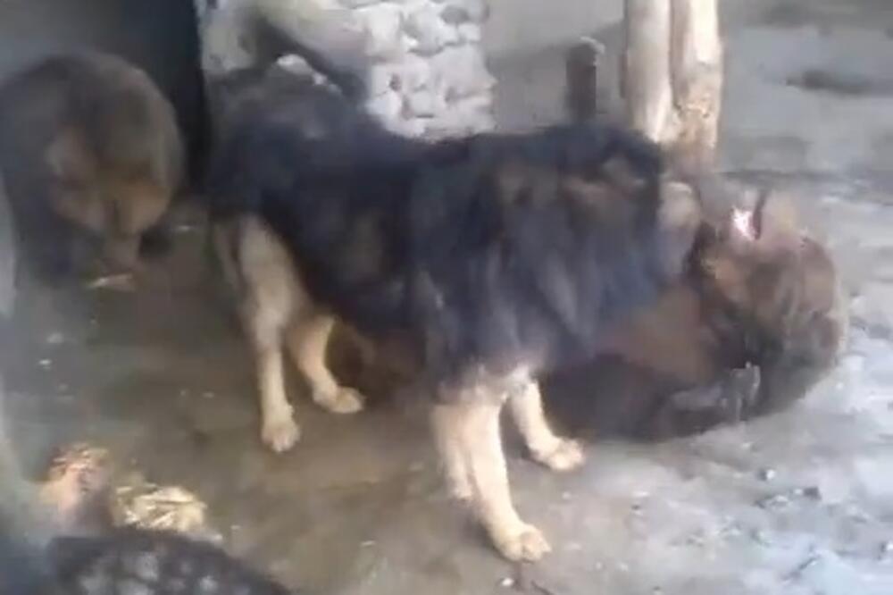 borba psa i medvjeda, Foto: Screenshot(YouTube)