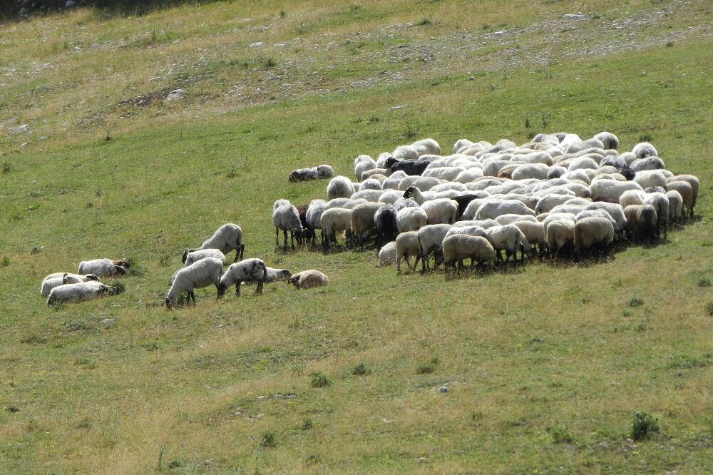 Stočari, Žabljak, Foto: Obrad Pješivac