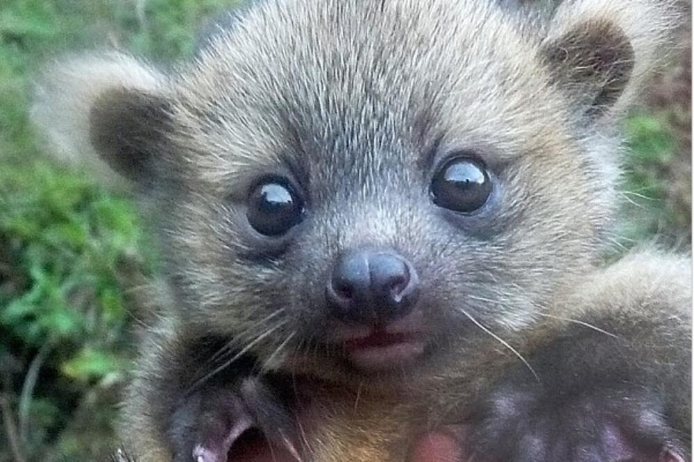 olinguito, Foto: Nationalgeographic.com