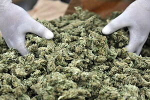 Šezdeset odsto Amerikanaca za legalizaciju kanabisa