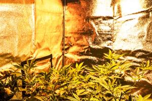 Urugvaj na pragu legalizacije: Gram marihuane za jedan dolar