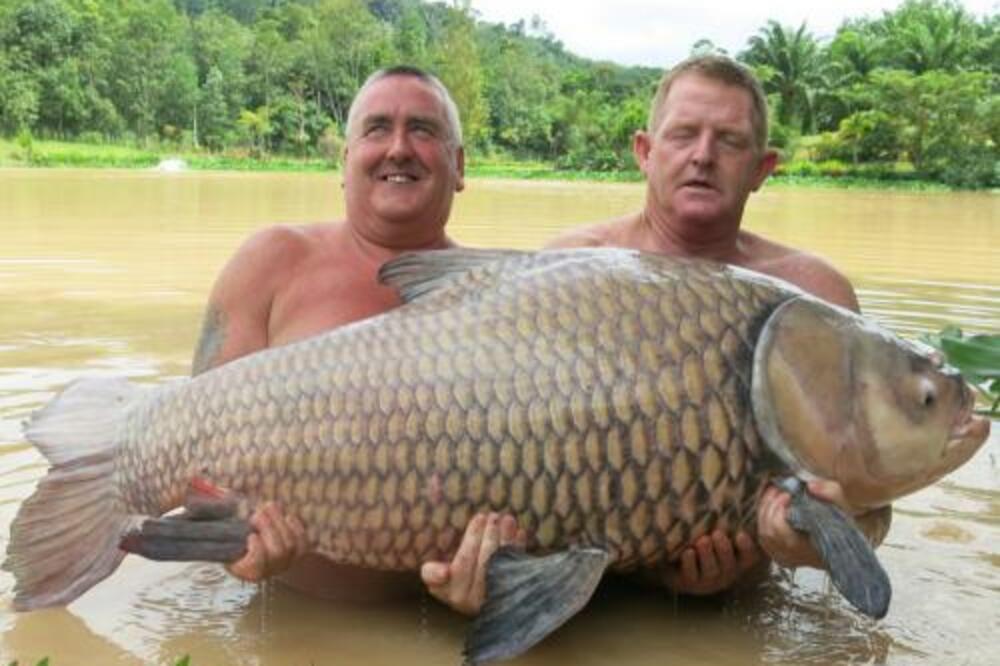 Džinovska šaran, Foto: Phuketgazette.net