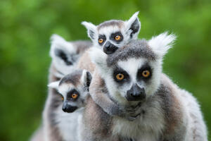 Lemuri sa Madagaskara mogli bi uskoro nestati