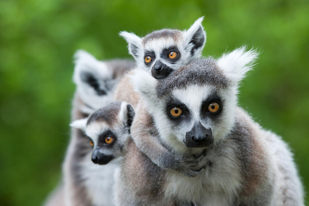 lemuri, Foto: Shutterstock