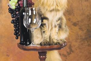 Japanci lansirali vino za mačke: U "mjau mjau"  je istina