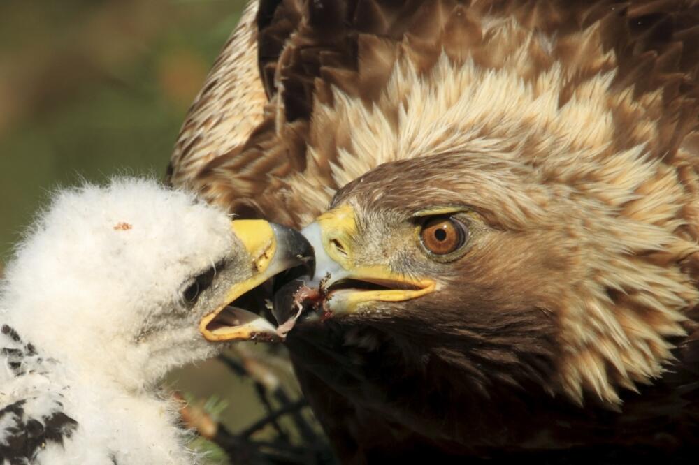 Zlatni orao, Foto: Reuters