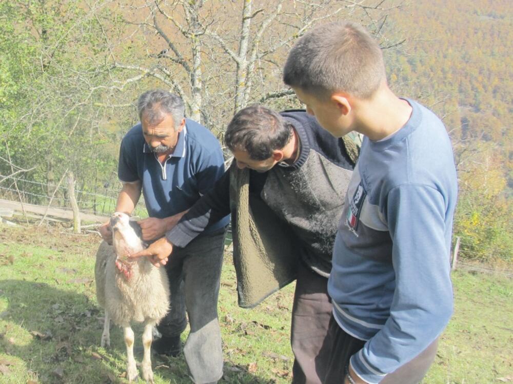 ovce, Miljan Knežević