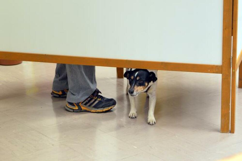 Austrija izbori, Foto: Beta/AP