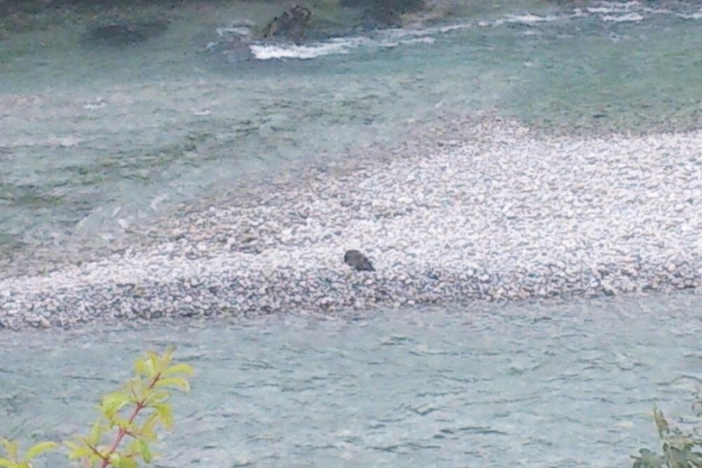 pas, morača, Foto: Facebook