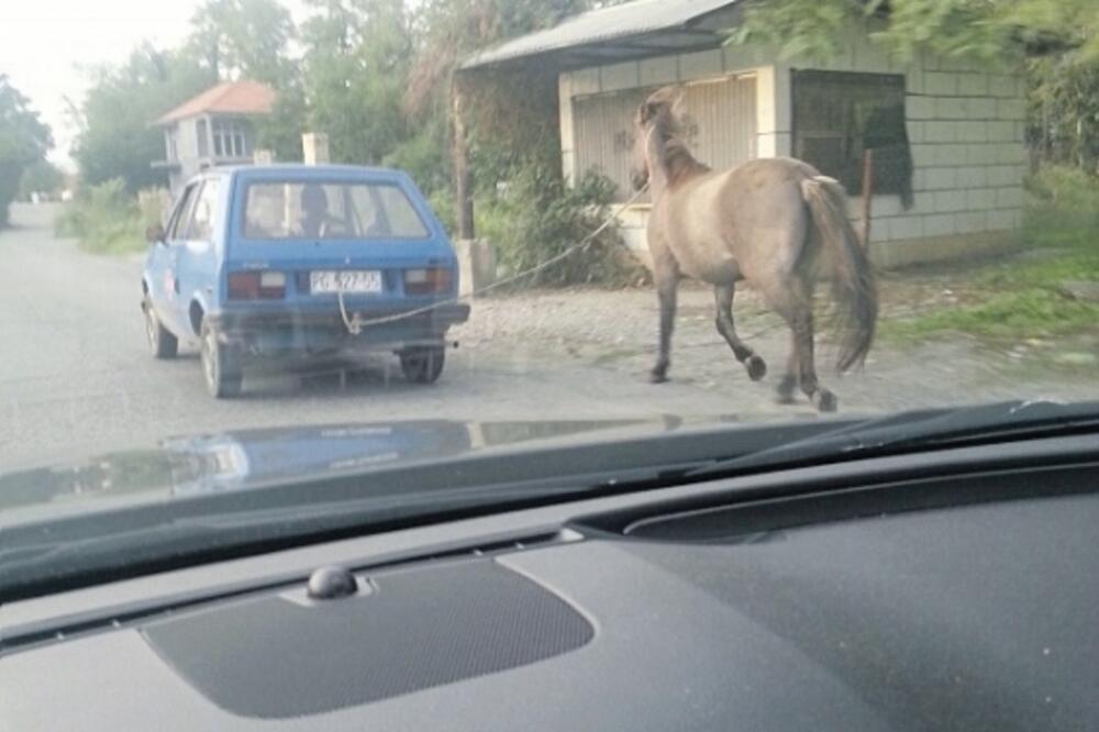 Mučenje konja, Vezan konj, Foto: Čitalac reporter