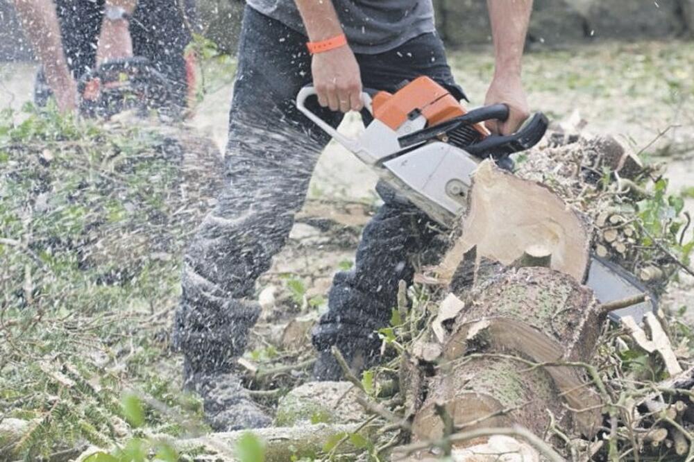 drva sječa, drva šeganje, Foto: Shutterstock