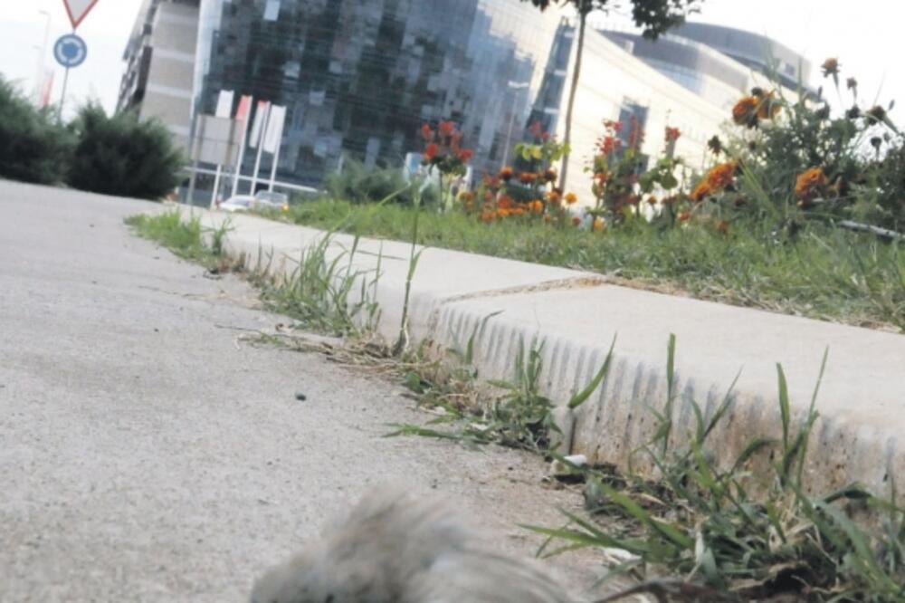 pomor ptica, profesorska zgrada, Foto: Luka Zeković